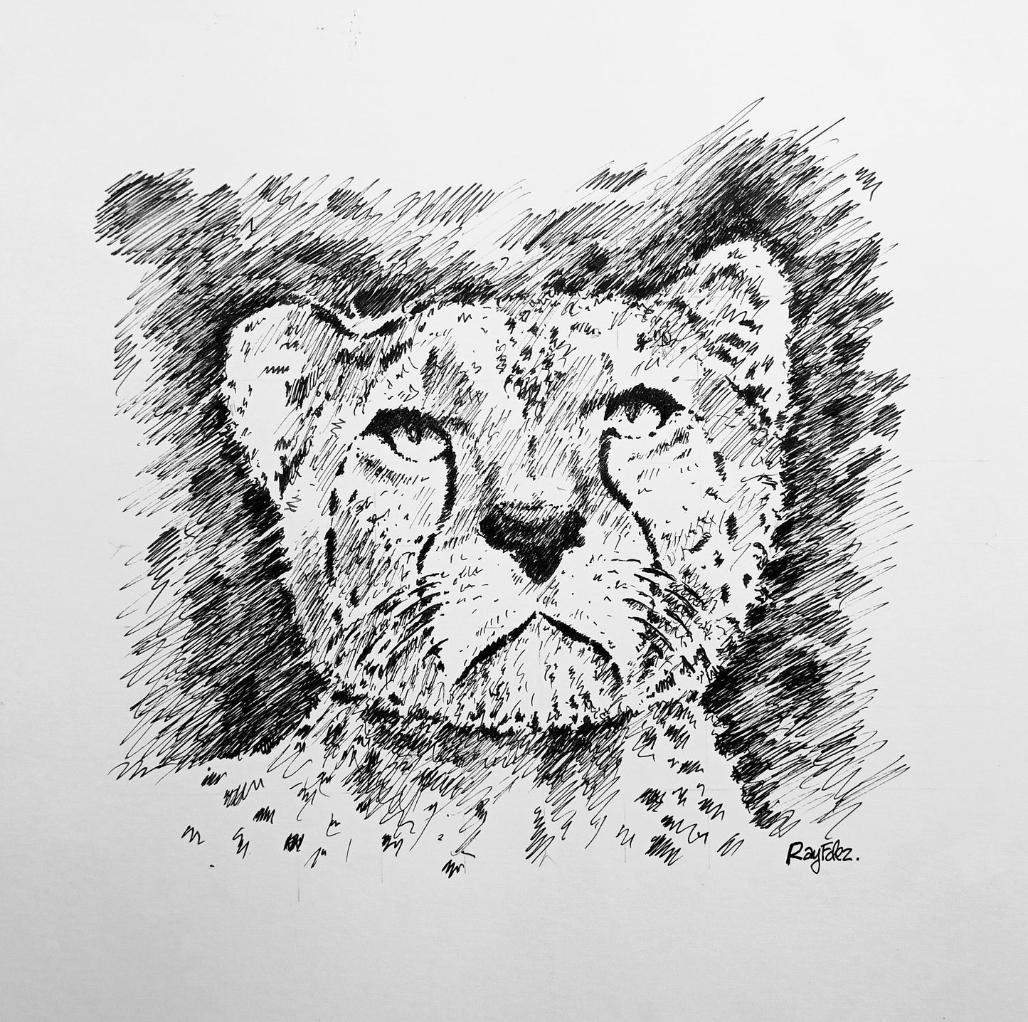 Cheetah