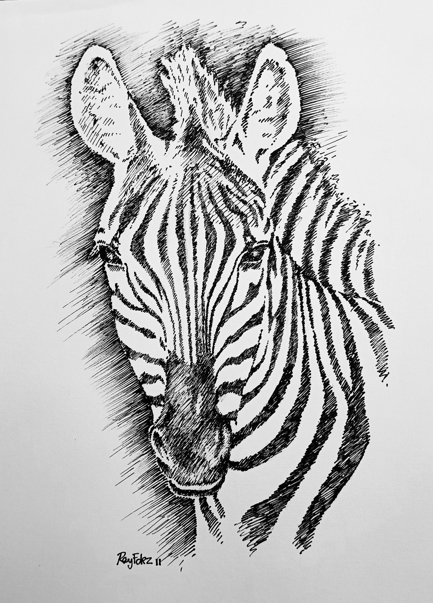 Zebra