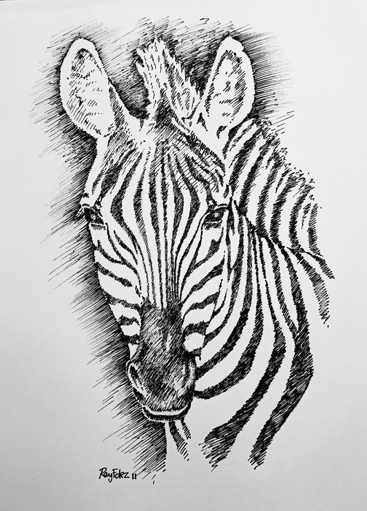 Zebra